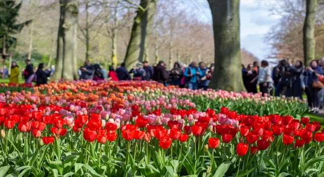 Hollanda’da dünyanın en büyük lale bahçelerinden Keukenhof, kapılarını ziyaretçilere açtı