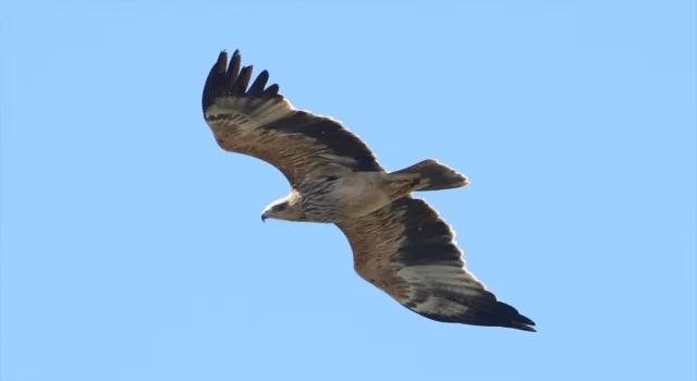 Yalova’daki Hersek Lagünü’nde görülen ”şah kartal” ile, kuş türü sayısı 253’e yükseldi