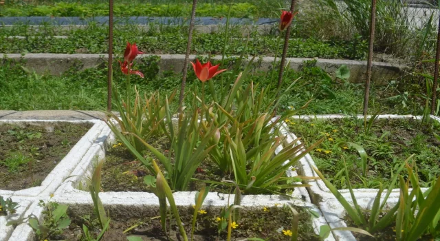Merzifon’un endemik bitki türü ”yitik lale” çiçek açtı