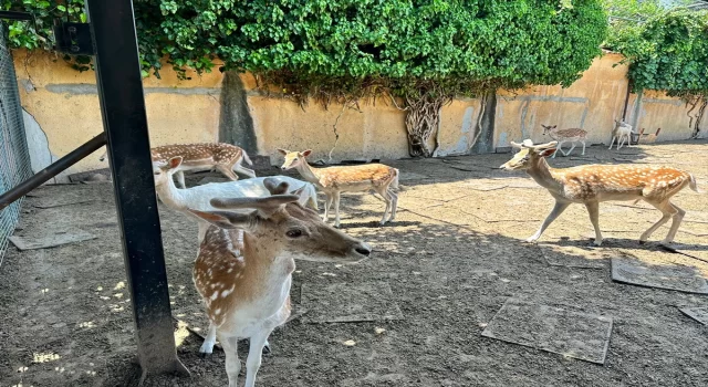 İstanbul’da yabani geyik ve tavus kuşları besleyen kişi hakkında adli işlem yapıldı