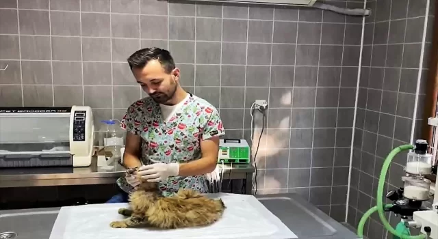 Bilecik’te yüzünden yaralanmış bulunan sahipsiz kedi tedavi edildi