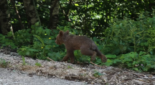 Ormanya’da sağlığına kavuşan boz ayı yavrusu ”Tuti” doğaya salındı