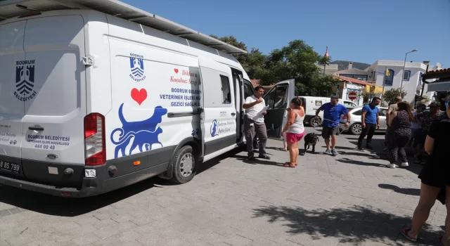 Bodrum’da sokak hayvanlarına yönelik çipleme ve aşılama çalışması yapıldı