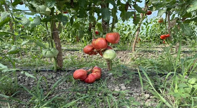 Sakarya’da ata tohumundan 1,5 kilogramlık domates yetiştirildi