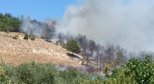 Sakarya’da çıkan yangında yaklaşık 8 dönüm ağaçlık alan yandı