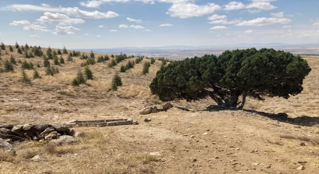 Nevşehir’de ”anıt ağaç” çalışması tamamlandı