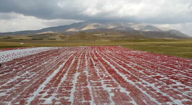 Bitlis’te Süphan Dağı eteklerinde yetiştirilen domatesler kurutularak ihraç ediliyor