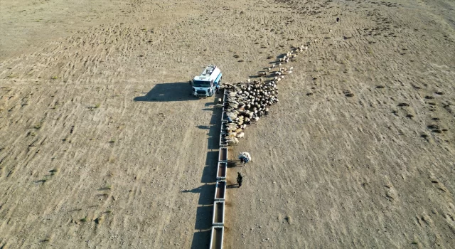 Van’da yayla dönüşü susuzluktan bitkin düşen koyunlara tankerlerle su taşındı
