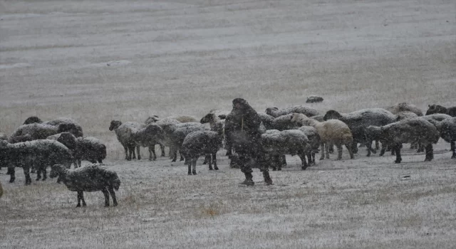 Kars’ta kar yağışına hazırlıksız yakalanan besiciler zor anlar yaşadı