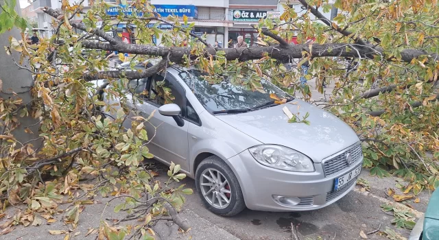 Samsun’da şiddetli rüzgarın devirdiği ağaç otomobillere zarar verdi