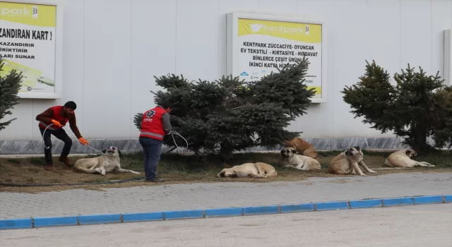 Elbistan’da sahipsiz hayvanlar belediye ekiplerince toplanıyor
