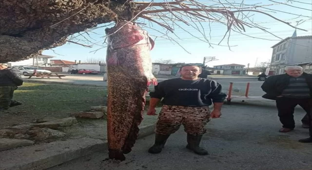 Meriç Nehri’nde 2 metre 30 santimetrelik yayın balığı yakalandı