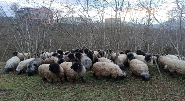 Giresun’da Çepni koyunu koruma altına alındı
