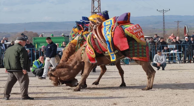 Çanakkale’de geleneksel deve güreşi yapıldı