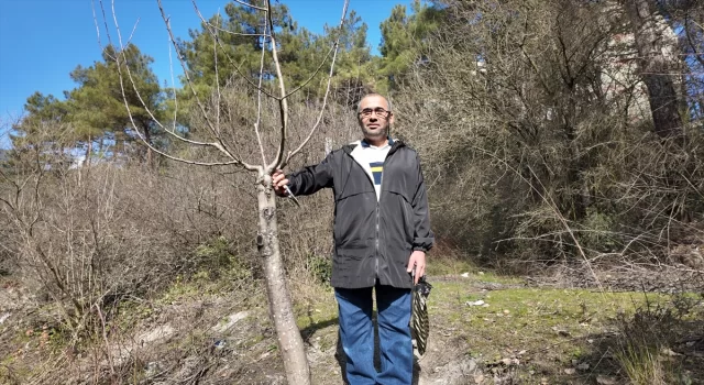 Karabük’te emekli imamın aşıladığı yabani ağaçlar meyve veriyor