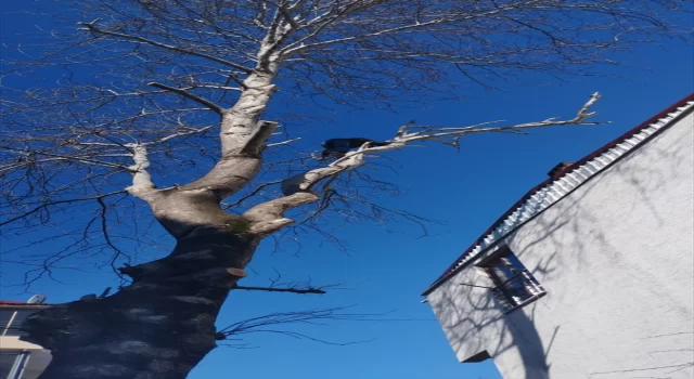 Bursa’da polisin kovaladığı hırsızlık zanlılarından biri tırmandığı ağaçta yakalandı