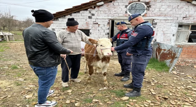 Sinop’ta yaşlı adamın çalınan ineği jandarma ekiplerince Kastamonu’na bulundu