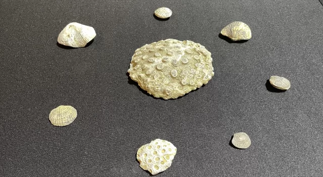 Kayseri’de evinde fosil ele geçirilen şüpheli gözaltına alındı