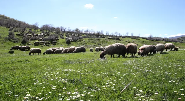 Bitlis’te besiciler hayvanlarını meralara çıkarmaya başladı