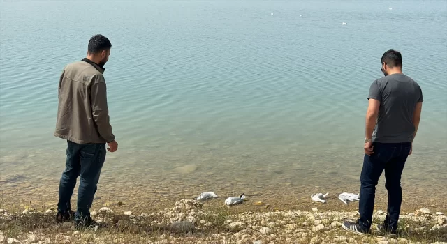 Atatürk Barajı’ndaki martı ölümlerinin nedeni araştırılıyor