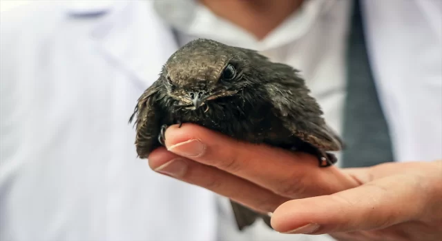 Erzurum’da yaralı ve bitkin halde bulunan ebabil kuşu tedavisinin ardından doğaya salınacak