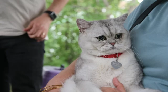 Tokat’ta kedi güzellik yarışması düzenlendi 