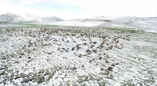 Ağrı’da çobanlar zorlu mesailerine bir yanı kar, bir yanı bahar dağlarda başladı