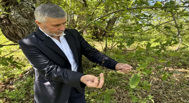 Sinop’ta kestane ağaçlarını korumak için avcı böcekler doğaya salındı