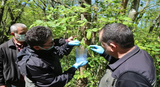 Kastamonu’da kestane gal arısıyla biyolojik mücadeleye başlandı