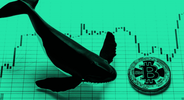 Bitcoin balinaları kimdir?