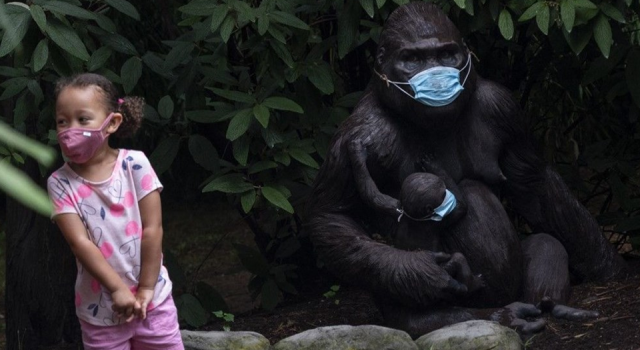 Orangutanlar koronavirüs aşısı oldu!