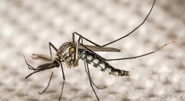 Hastalıkları yok etmek için genetiği değiştirilmiş sivrisinek projesi