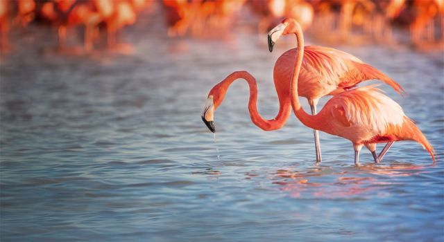 Ankara'da flamingo avı: "Akıl alır gibi değil, bunu yapan insan olamaz"