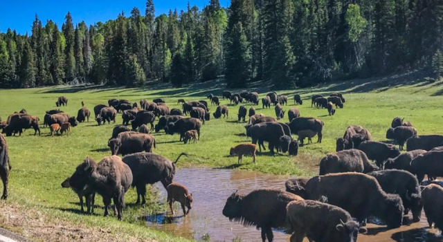 Büyük Kanyon'daki 400 bizonu öldürecek gönüllüler aranıyor