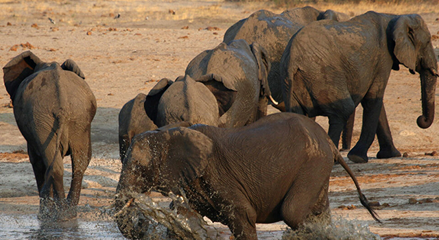 Hindistan'da yıldırım düştü, 18 fil ölü bulundu