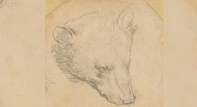 Leonardo da Vinci'nin ayı çizimi açık artırmaya çıkıyor