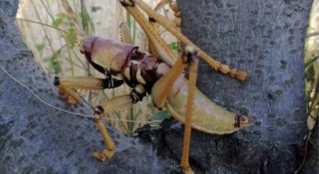 Et yiyen çekirge�den sonra ��et yiyen örümcek�� paniğe neden oldu