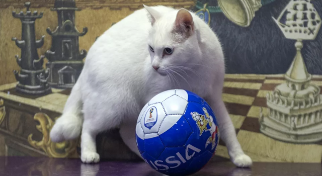 ‘Kahin kedi’ Aşil, Euro 2020 maçında doğru tahmin yaptı