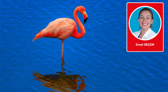 Emel Seçen susuzluktan ölen flamingoların çığlığını yazdı
