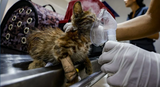 Gönüllü veterinerler yangınlarda yaralanan hayvanlar için seferber oldu