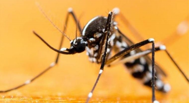 İstanbul’da ''Asya Kaplan Sivrisineği'' paniği…
