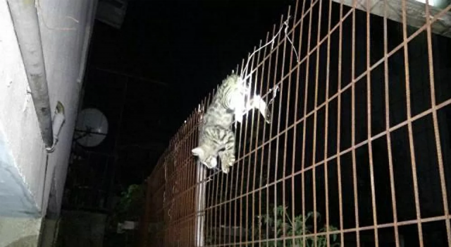 Karnına çit saplanan yavru kedi kurtarıldı