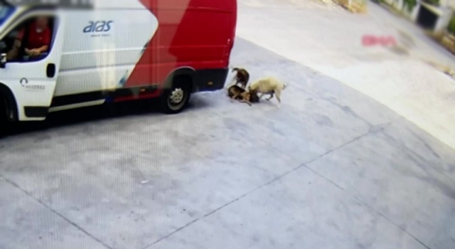 aras kargo surucusu goz gore gore kopegi ezdi