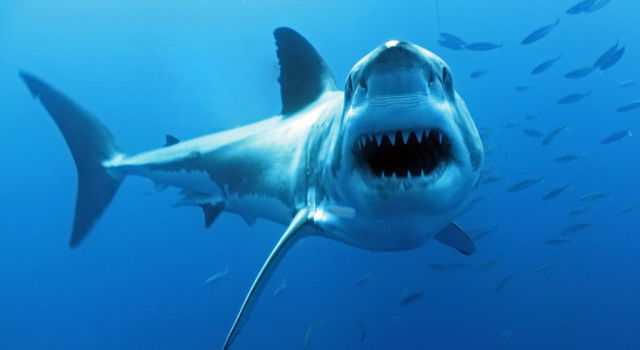 Dişilerden oluşan akvaryumda yeni bir köpekbalığı dünyaya geldi