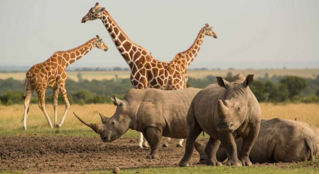 Kenya’da, nesli tükenen canlıları korumak için ilk kez nüfus sayımı yapılacak
