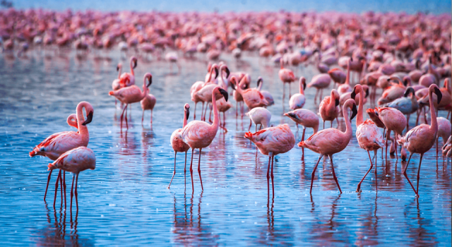 Kuraklık nedeniyle "Flamingolar" yer değiştirdi