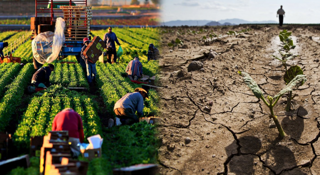 Küresel İklim Krizi'nden en çok etkilenen sektör: Tarım 