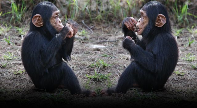 Maymunlar da birbirlerine "merhaba" ve "hoşça kal" diyor