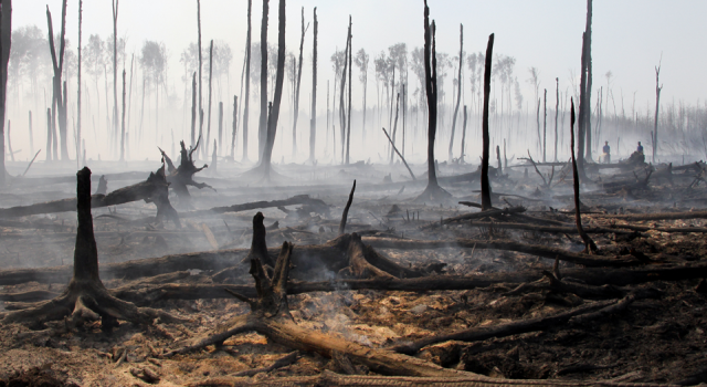 OGM açıkladı: "270 orman yangınından 267'si kontrol altında"