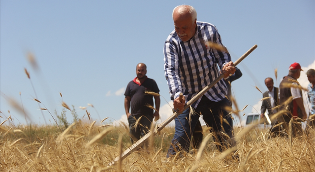 Sivas'ta 7 yıl önce bulunan bir avuç ata tohumu buğdaydan 500 dönümde hasat yapıldı